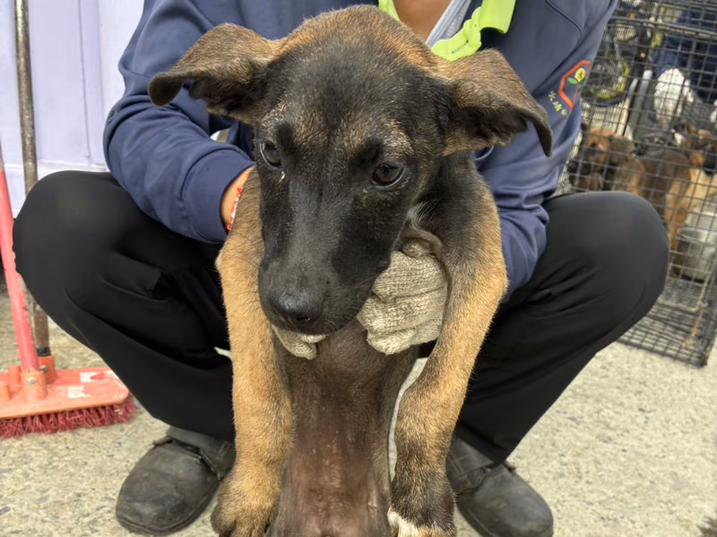 Black-and-tan young female mixed-breed dog, Small, shelter no. …7009