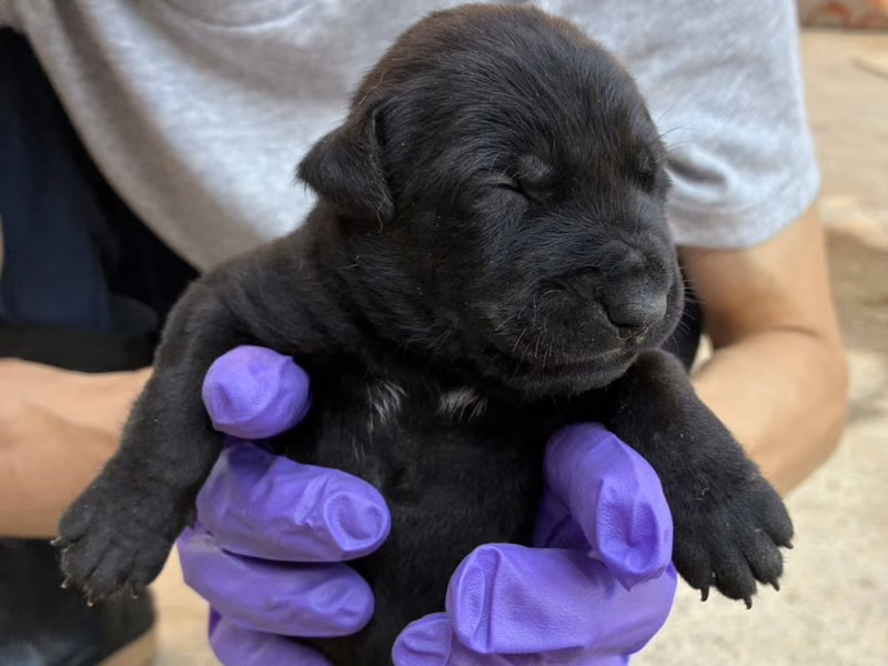 Black young female mixed-breed dog, Small, shelter no. …6016