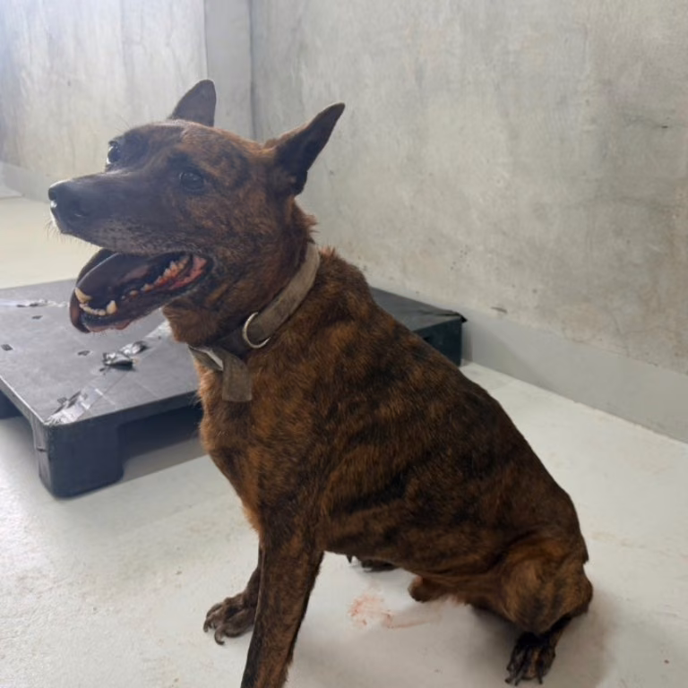 Tabby adult male mixed-breed dog, Large, shelter no. …3001