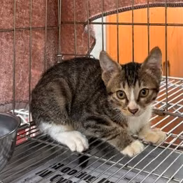 Tabby-and-white young mixed-breed cat, Small, shelter no. …1001