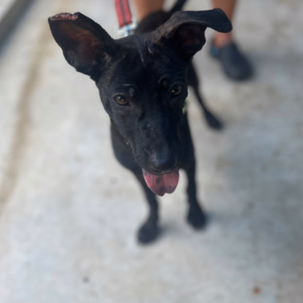 Black tabby adult female mixed-breed dog, Medium, shelter no. …6038