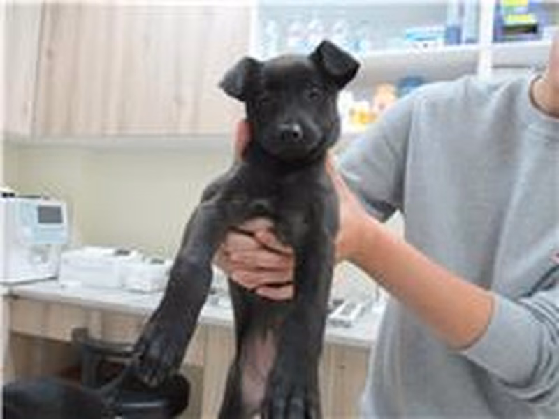 Black adult female mixed-breed dog, Medium, shelter no. …4004