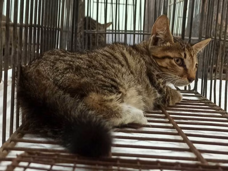 Young female mixed-breed cat, Small, shelter no. …0C06