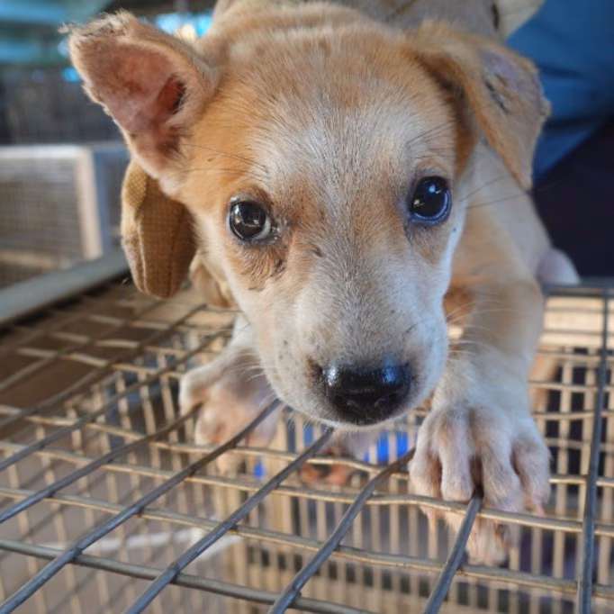 Tan young female mixed-breed dog, Small, shelter no. …9-02