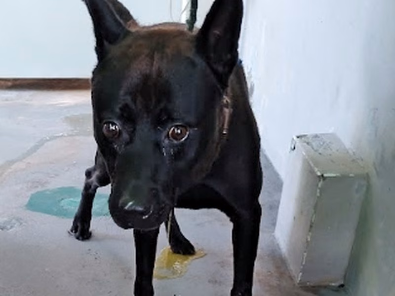 Black adult male mixed-breed dog, Medium, shelter no. …7006