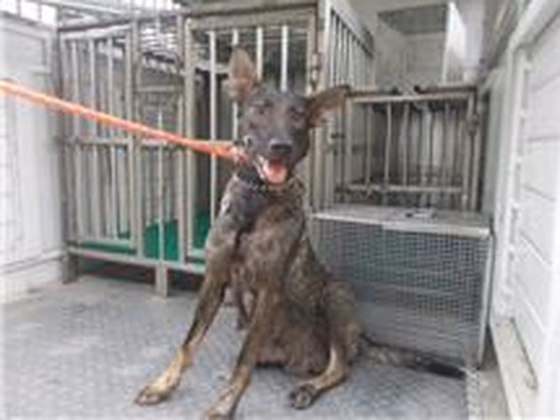 Black tabby adult female mixed-breed dog, Medium, shelter no. …5090