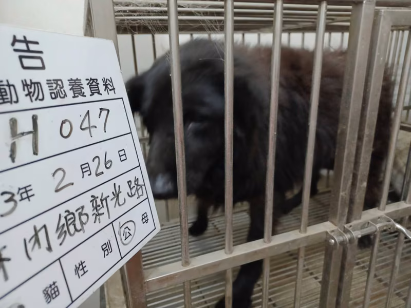 Black adult male mixed-breed dog, Large, shelter no. …047D