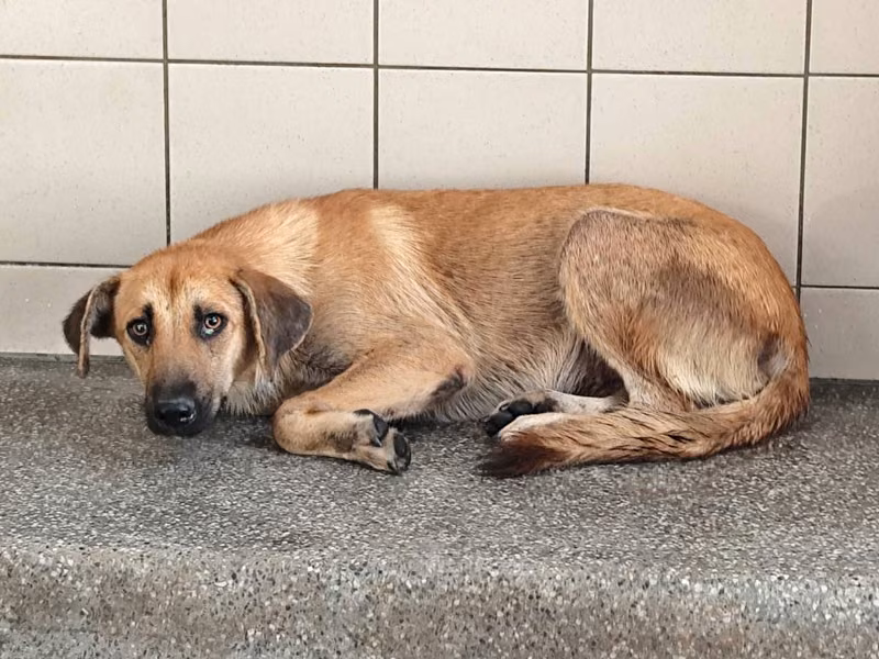 Tan adult female mixed-breed dog, Large, shelter no. …2604