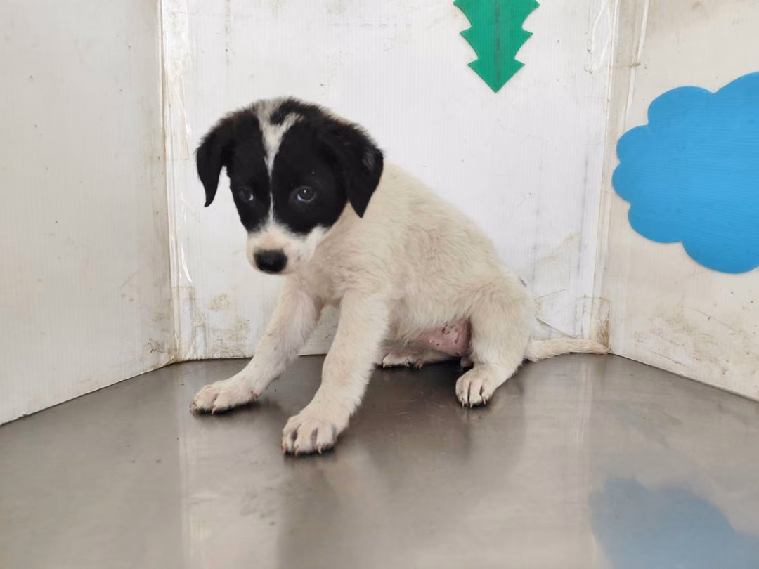 Patched young female mixed-breed dog, Medium, shelter no. …0510