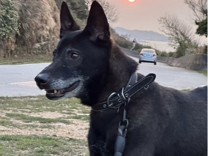 Black adult male mixed-breed dog, Medium, shelter no. …8001