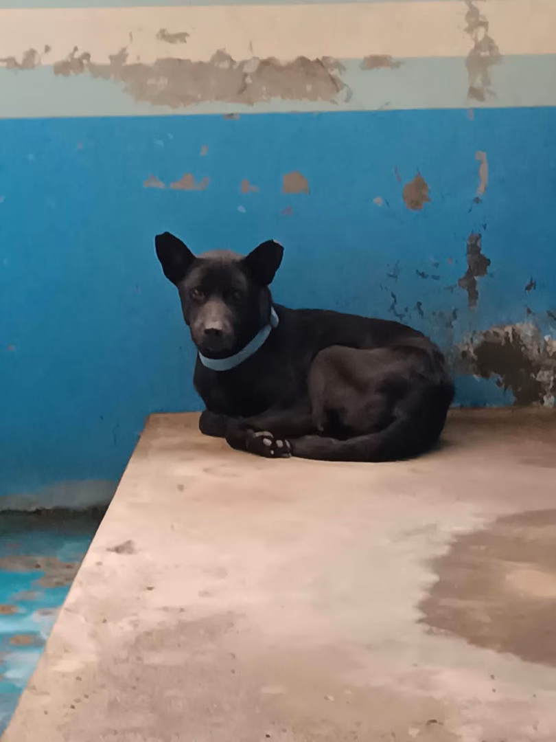 Black adult male mixed-breed dog, Large, shelter no. …8015