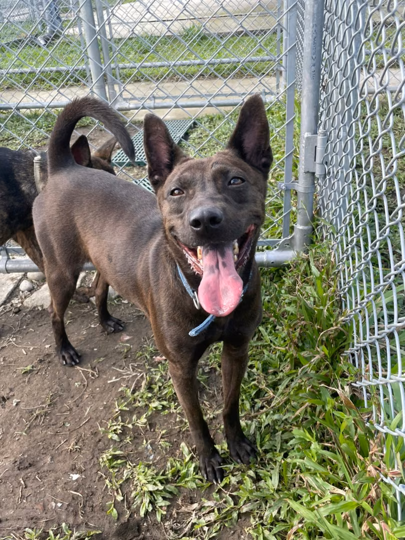 Brown adult female mixed-breed dog, Medium, shelter no. …2915