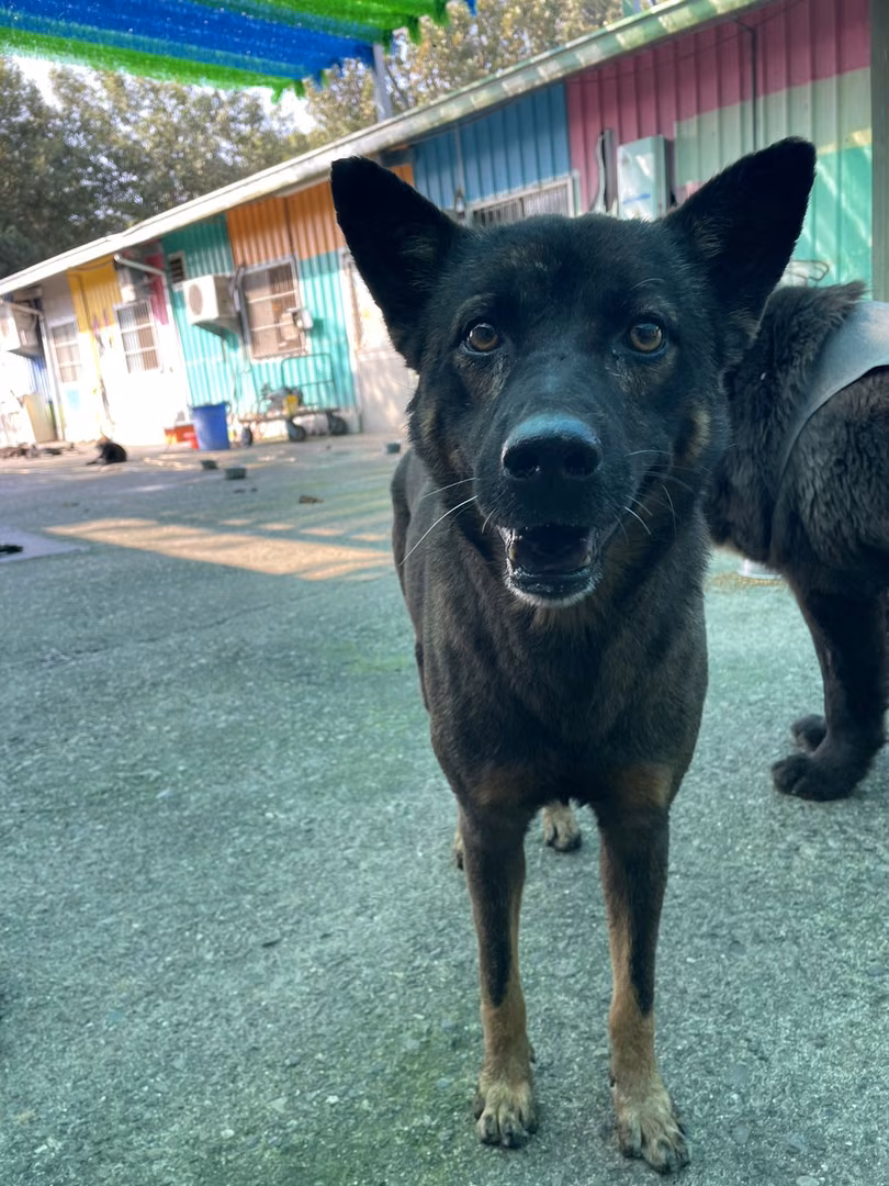 Black-and-tan adult male mixed-breed dog, Medium, shelter no. …3005