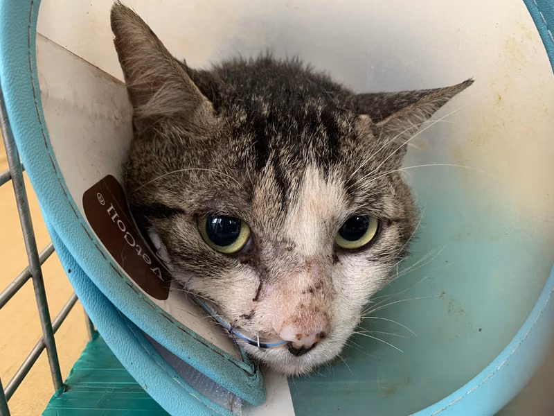 Tabby-and-white adult male mixed-breed cat, Small, shelter no. …2604