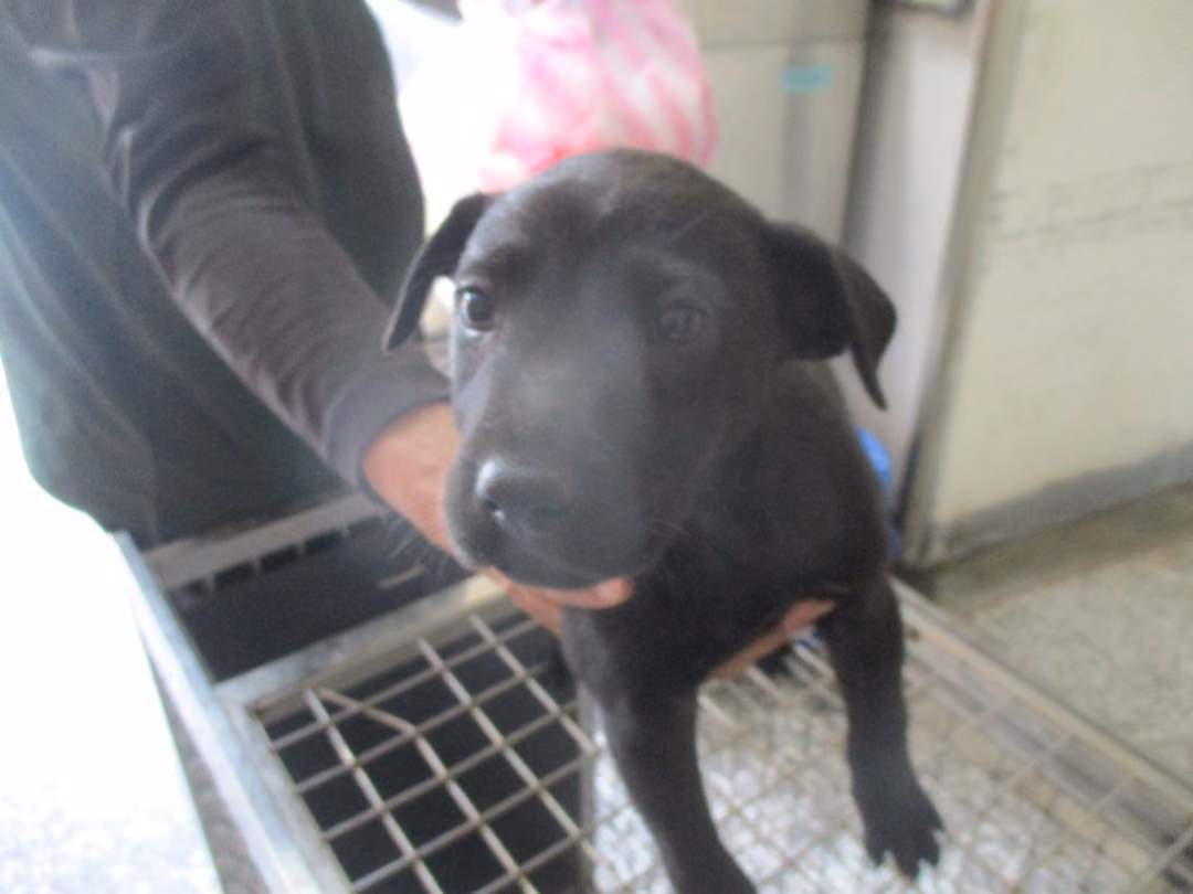 Black young female mixed-breed dog, Small, shelter no. …Q9-1