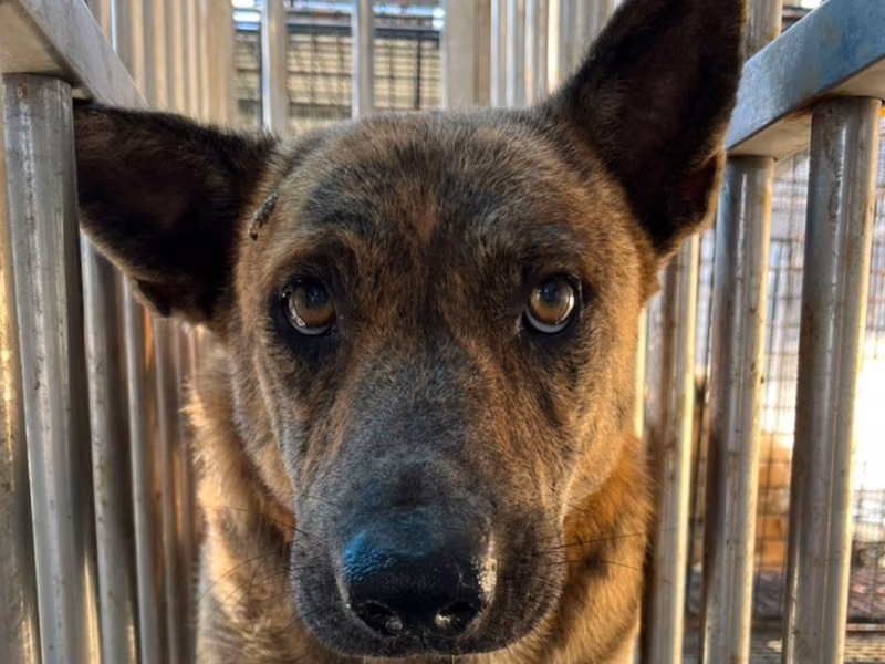 Tabby adult male mixed-breed dog, Large, shelter no. …3006