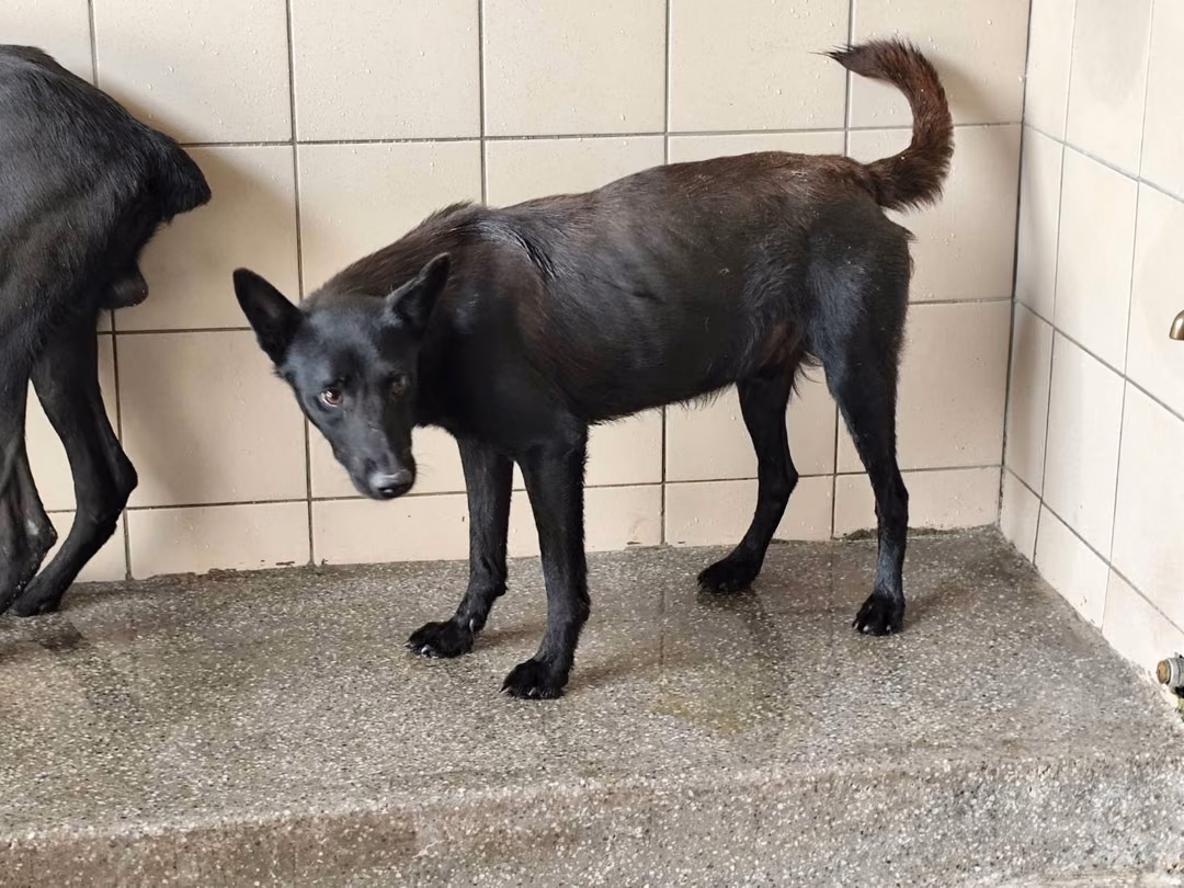 Black adult male mixed-breed dog, Large, shelter no. …2902