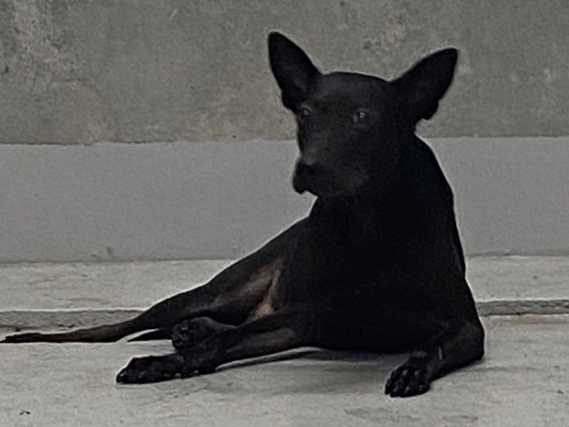 Black adult male mixed-breed dog, Large, shelter no. …1001