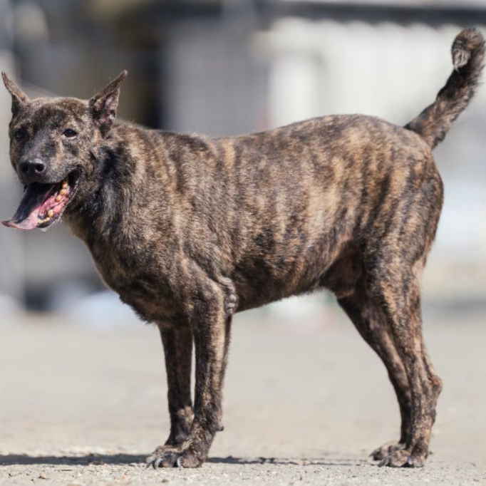 Tabby adult male mixed-breed dog, Medium, shelter no. …2603