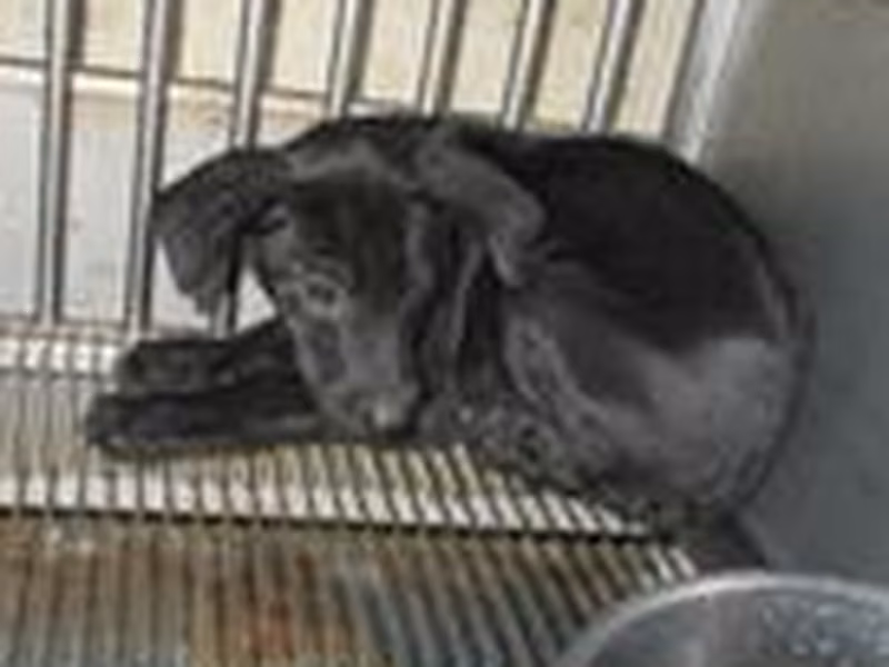 Black female mixed-breed dog, Small, shelter no. …5004