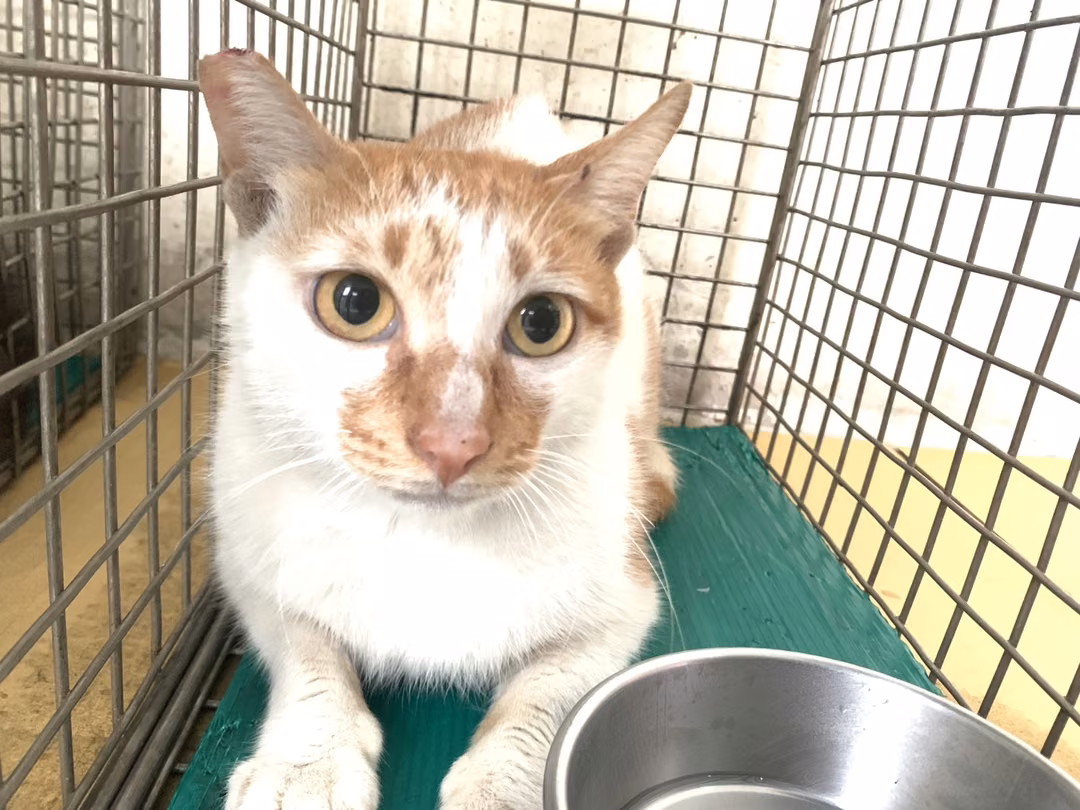 Adult female mixed-breed cat, Small, shelter no. …0303