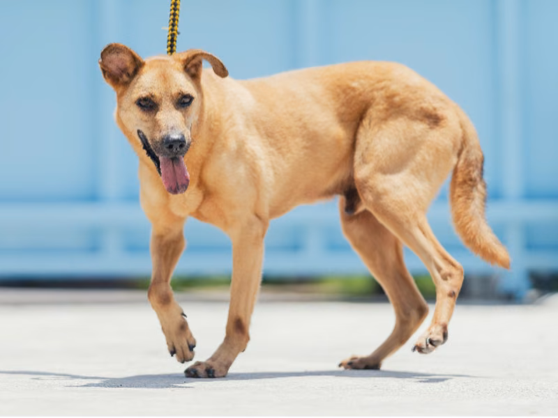 Tan adult male mixed-breed dog, Medium, shelter no. …7004