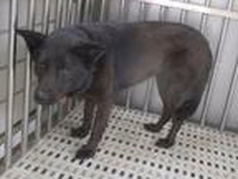 Black adult female mixed-breed dog, Medium, shelter no. …6508