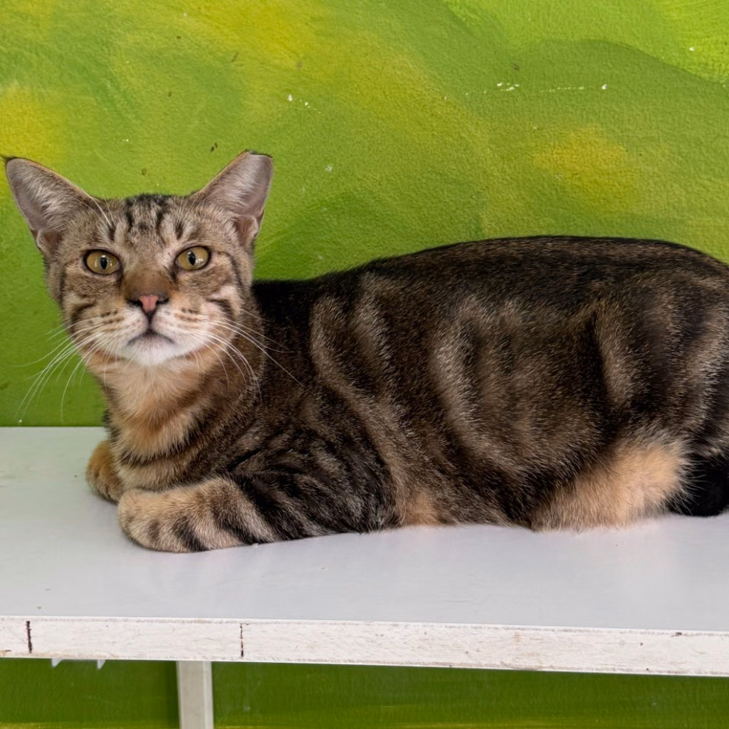 Tabby young male mixed-breed cat, Large, shelter no. …8005