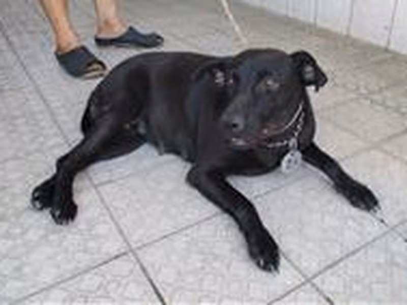 Black adult female mixed-breed dog, Medium, shelter no. …8048