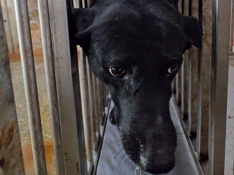 Black adult female mixed-breed dog, Medium, shelter no. …4-09
