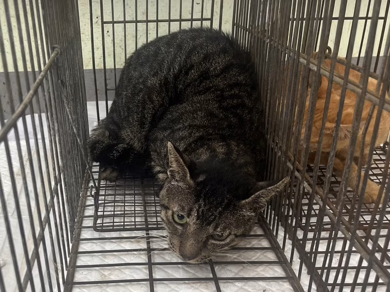 Adult male mixed-breed cat, Small, shelter no. …2C01