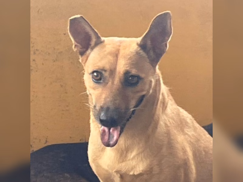 Tan adult female mixed-breed dog, Large, shelter no. …7023
