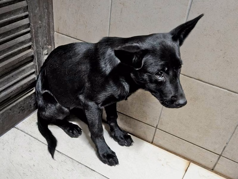 Black adult female mixed-breed dog, Large, shelter no. …1701