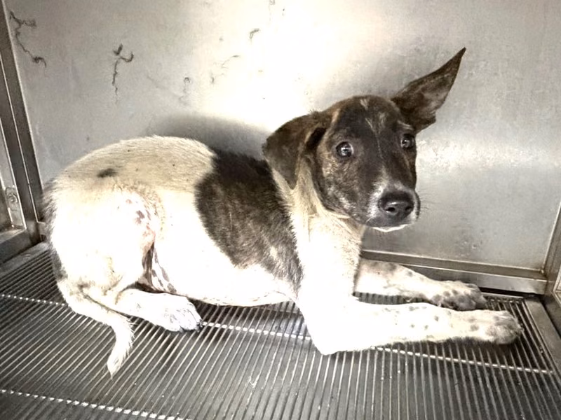Patched adult male mixed-breed dog, Small, shelter no. …6Q13