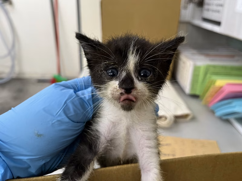 Black-and-white young female mixed-breed cat, Small, shelter no. …0806