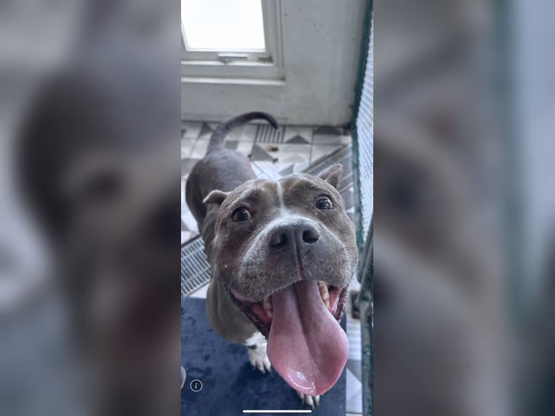 Brown-and-white adult female American Pit Bull Terrier, Large, shelter no. …8004