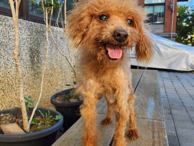 Brown adult male poodle, Small, shelter no. …3003
