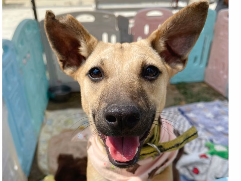 Young female mixed-breed dog, Medium, shelter no. …7-03