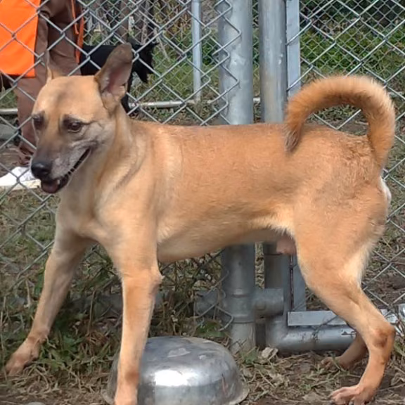 Tan adult male mixed-breed dog, Medium, shelter no. …2410