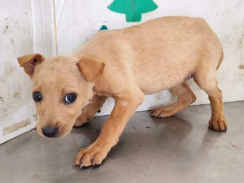 Tan adult female mixed-breed dog, Medium, shelter no. …2516