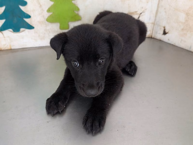 Black young male mixed-breed dog, Medium, shelter no. …1413
