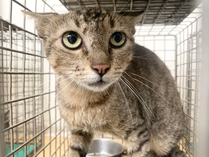 Tabby adult female mixed-breed cat, Small, shelter no. …0704