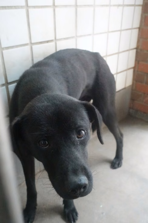 Black adult female mixed-breed dog, Large, shelter no. …0220