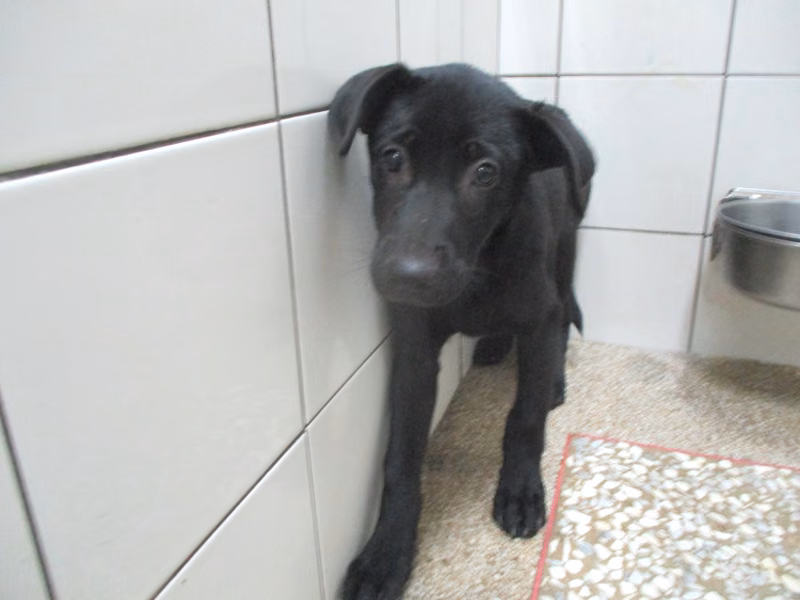 Black young male mixed-breed dog, Medium, shelter no. …23-1