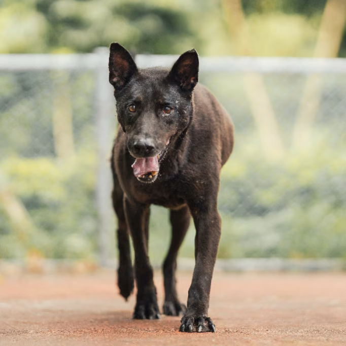 Black adult male mixed-breed dog, Medium, shelter no. …3005