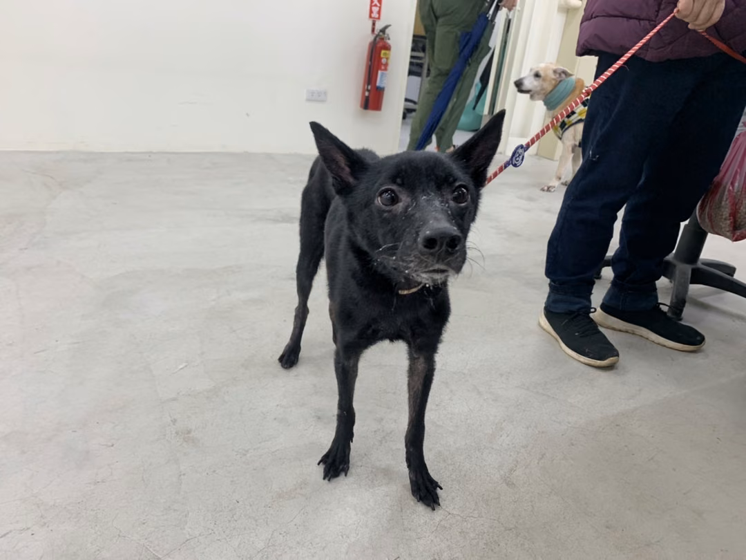 Black adult female mixed-breed dog, Medium, shelter no. …2901