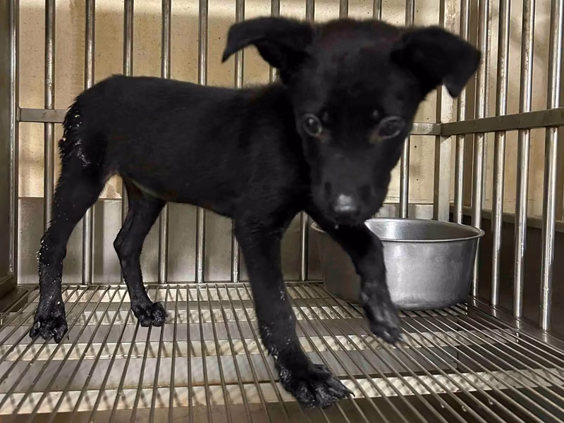 Black young female mixed-breed dog, Small, shelter no. …1007