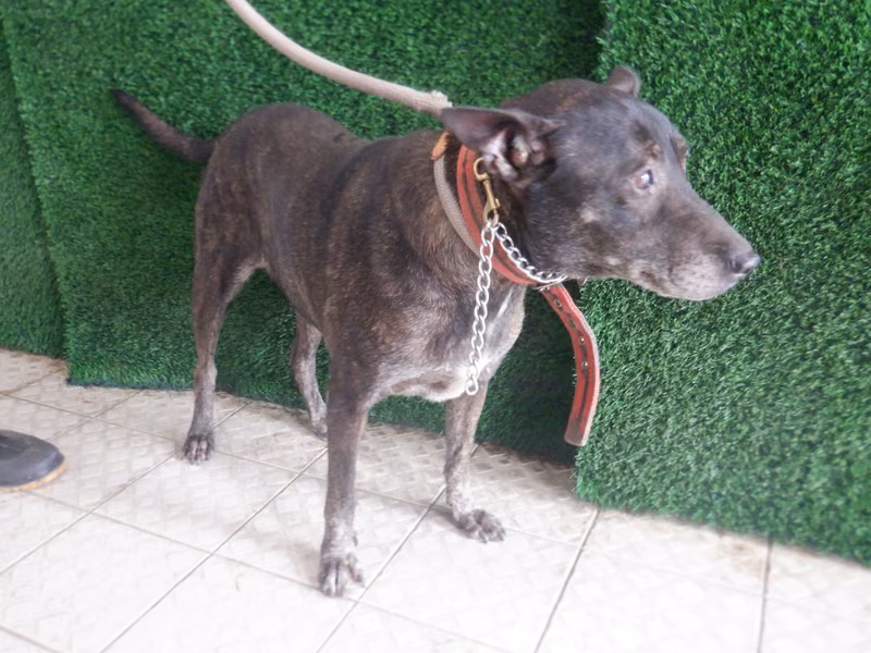 Tabby adult female mixed-breed dog, Medium, shelter no. …3866