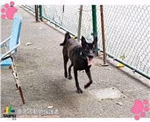 Black young female mixed-breed dog, Small, shelter no. …2911