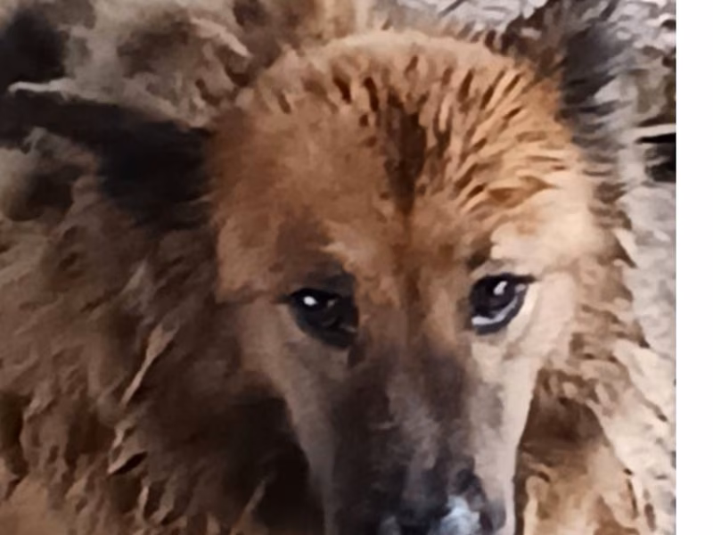 Black adult male mixed-breed dog, Large, shelter no. …058D